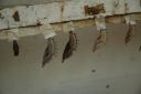 bz20050717_100612.jpg